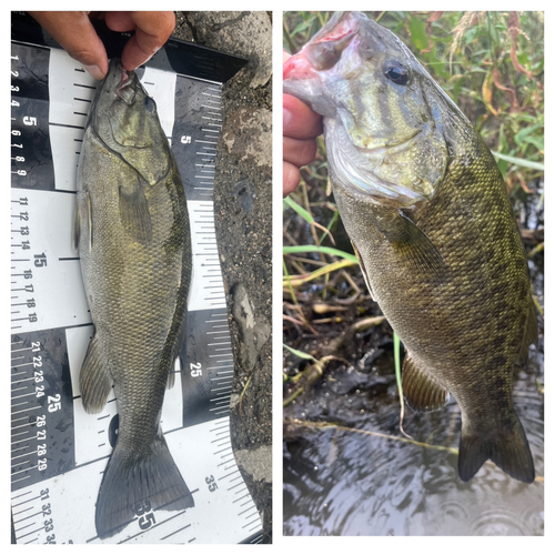 スモールマウスバスの釣果