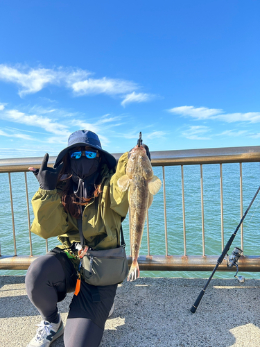 マゴチの釣果