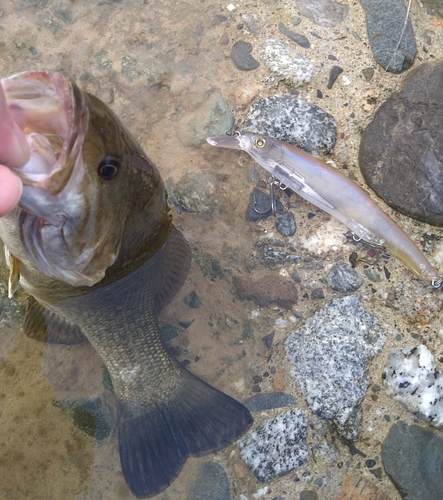 スモールマウスバスの釣果