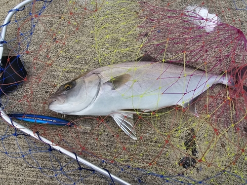 ショゴの釣果