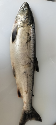 ウグイの釣果