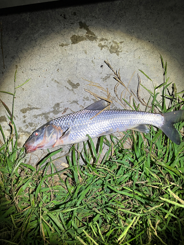 ニゴイの釣果