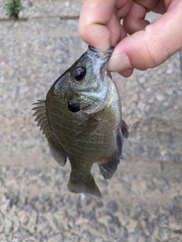 ブルーギルの釣果