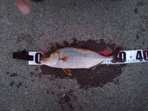 カンパチの釣果