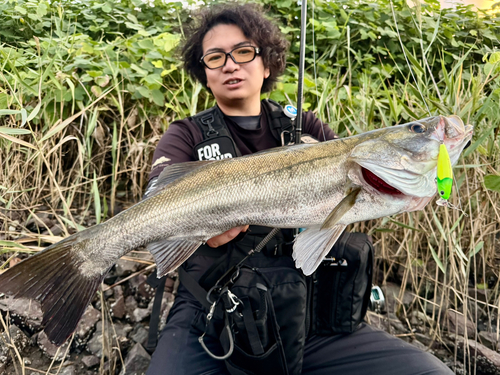 シーバスの釣果