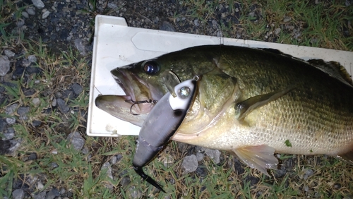 ラージマウスバスの釣果