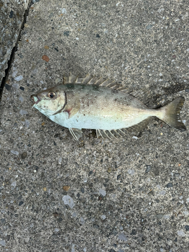 アイゴの釣果