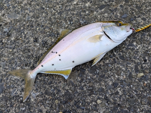 ショゴの釣果