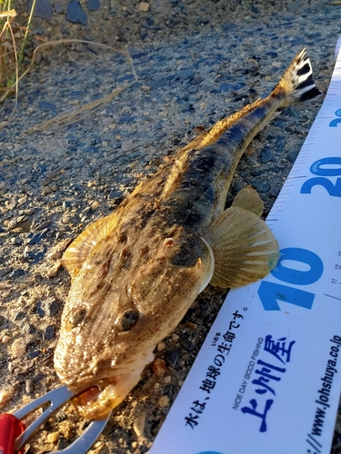 マゴチの釣果