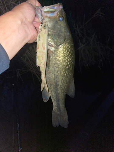 ラージマウスバスの釣果