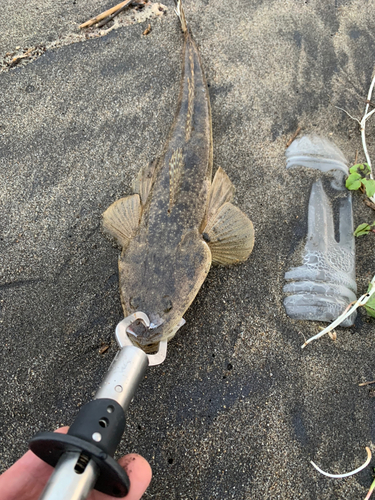 マゴチの釣果