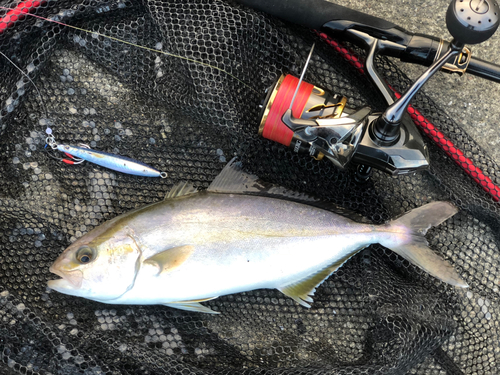 ショッコの釣果