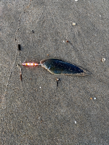 ウシノシタの釣果