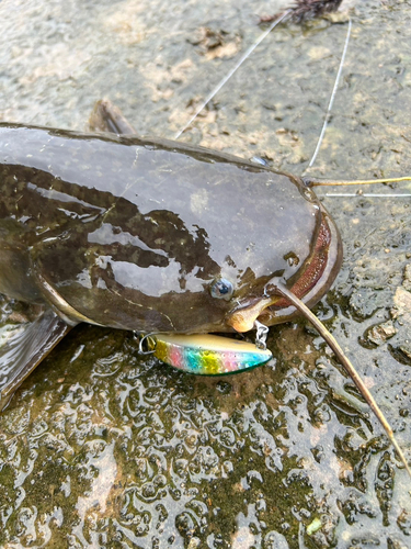 ナマズの釣果