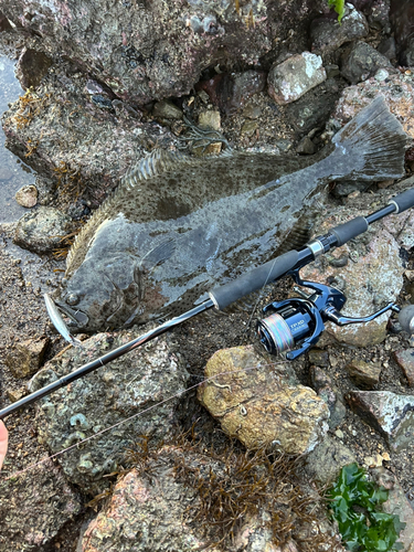 ヒラメの釣果