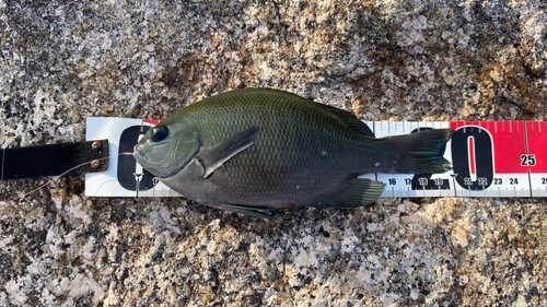 オナガグレの釣果