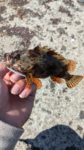 ヨロイメバルの釣果