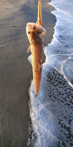 エソの釣果