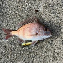 マダイの釣果