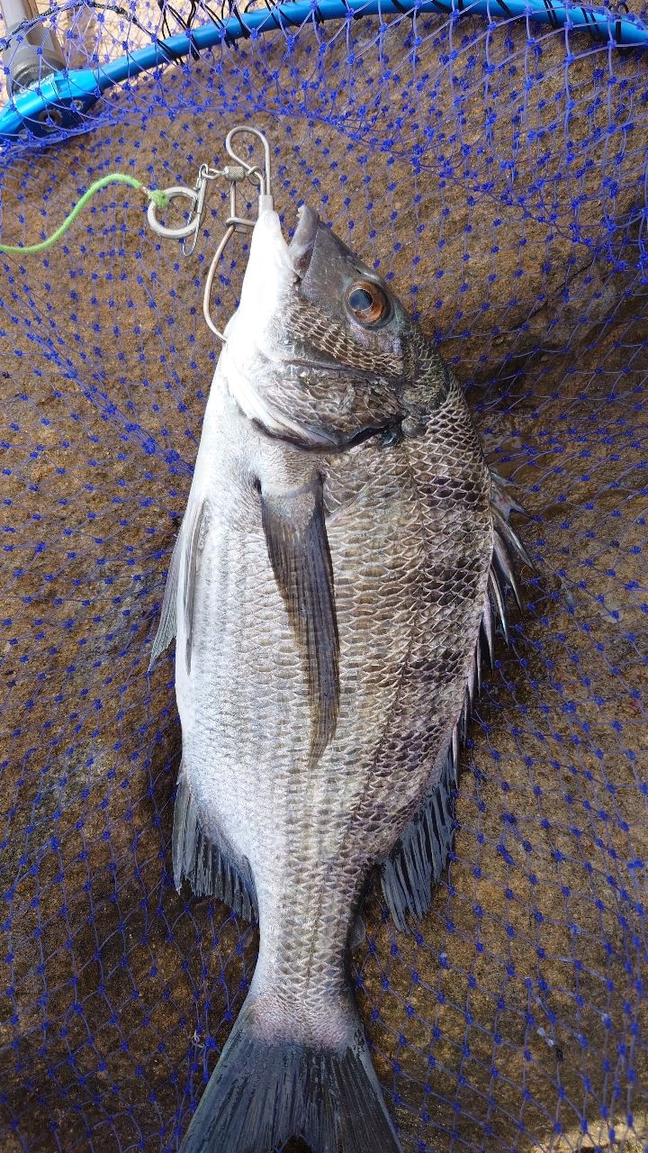 たけぞうさんの釣果 1枚目の画像