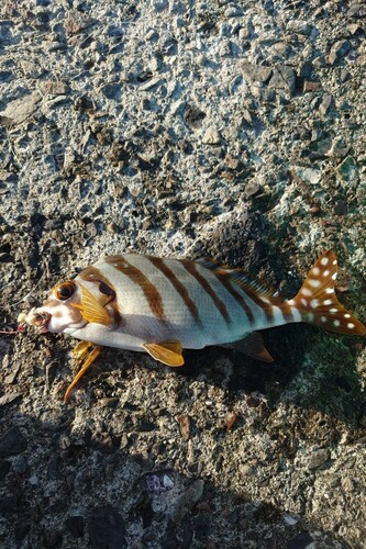 ヒダリマキの釣果