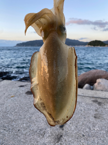 モンゴウイカの釣果