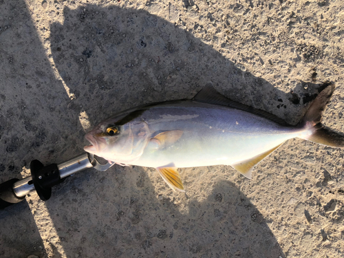 ショゴの釣果