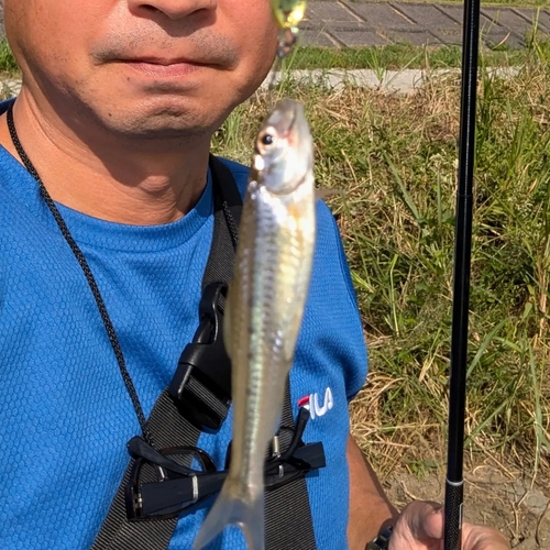 オイカワの釣果