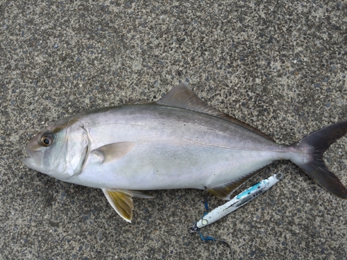 カンパチの釣果