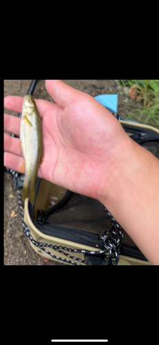 アブラハヤの釣果