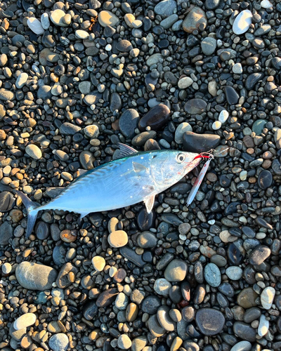 カツオの釣果