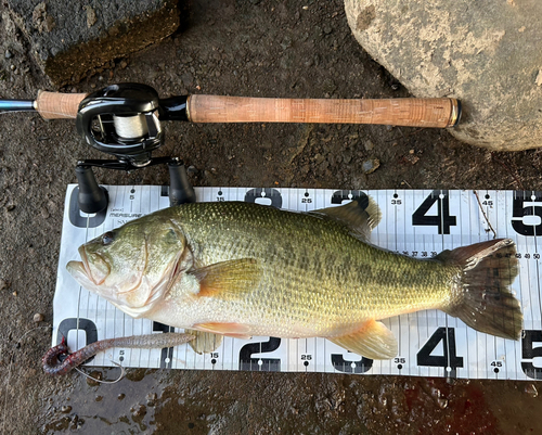 ブラックバスの釣果