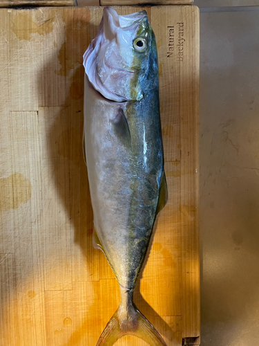 ツバスの釣果