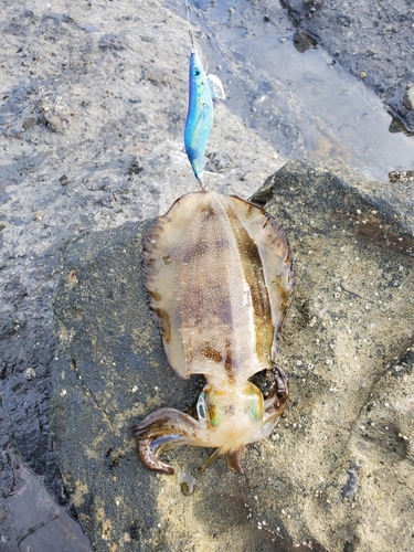 アオリイカの釣果