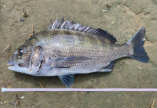 クロダイの釣果