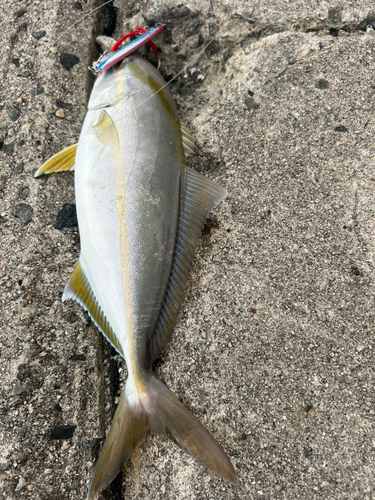 カンパチの釣果