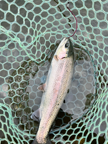 ニジマスの釣果