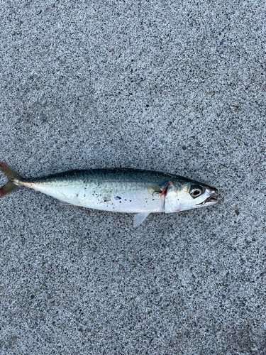 サバの釣果