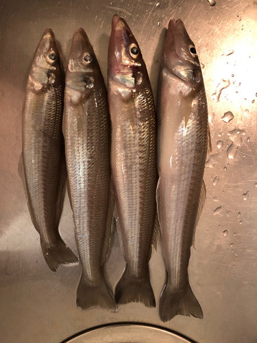 キスの釣果