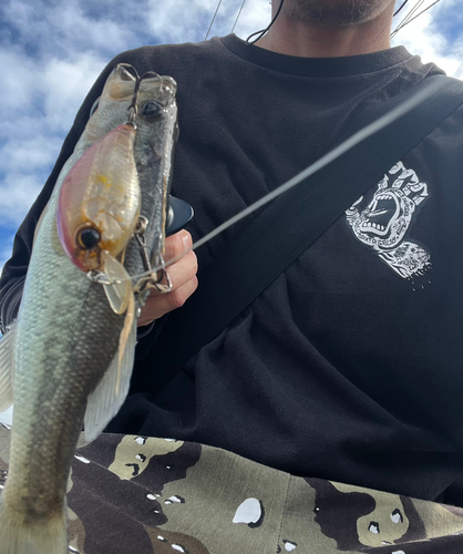 ブラックバスの釣果