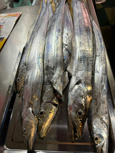 タチウオの釣果