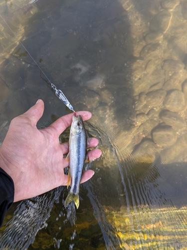 カワムツの釣果