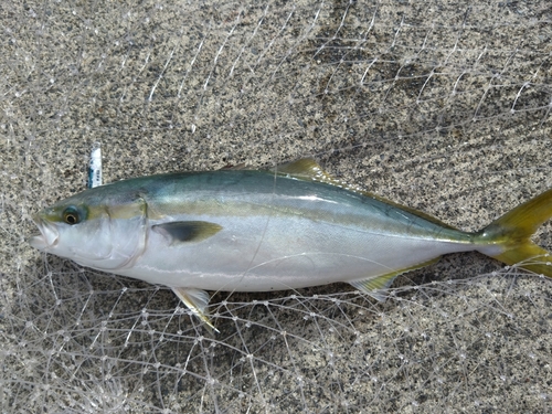 イナダの釣果