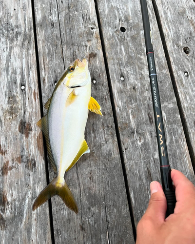 シオの釣果