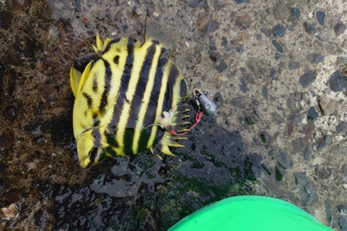 カゴカキダイの釣果