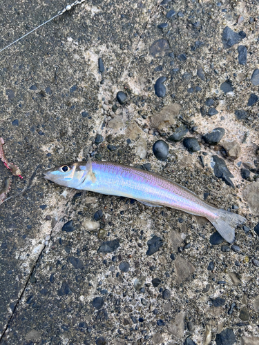 キスの釣果