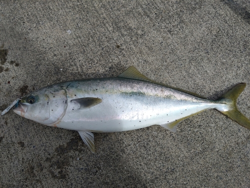 ワラサの釣果