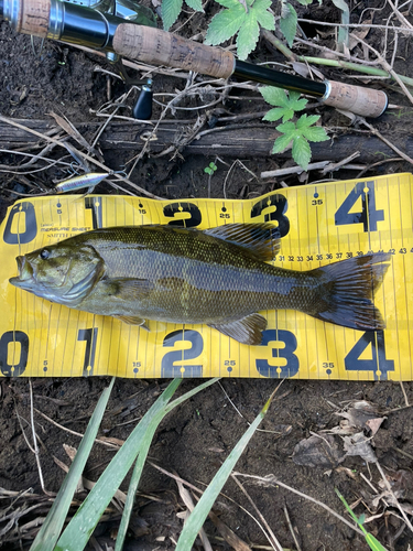 スモールマウスバスの釣果