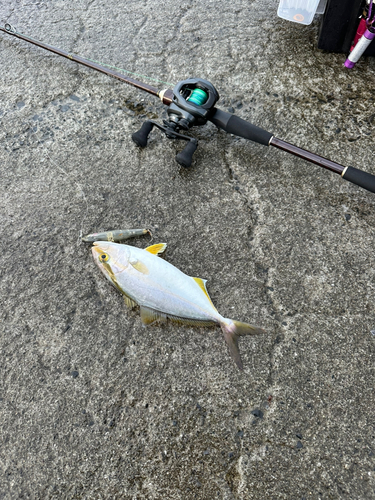 ネリゴの釣果