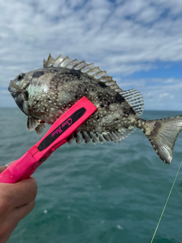 アイゴの釣果